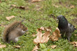 Grey squirrel holding a nut and looking at pigeon