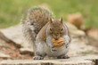 Isolated grey squirrel holding a nut