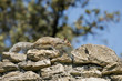 Isolated grey squirrel walking on rocks