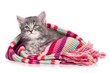 Upset kitten