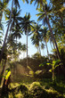 Palmtree forest