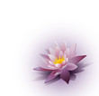 Vector: vector background with a water lily on the white background vector background with a water lily on the white background