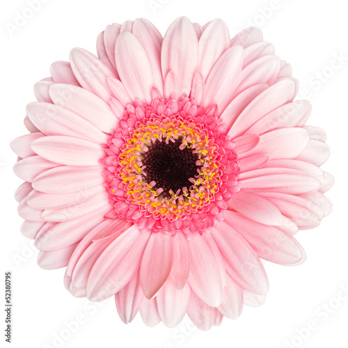 Photo: Pink Gerbera Pink Gerbera