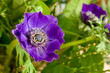 Anemone