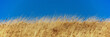vegetazione d'inverno  0594a