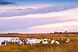 sunrise over swamp