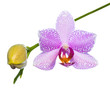 Blooming lilac  orchid isolated on the white,  background