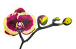 Blooming purple with yellow orchid isolated, background