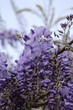 Glycine