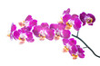spotty orchid isolated on the white,  background