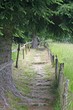 remote path in the middle of the forest in the mountains