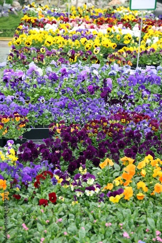 Photo: potted flowers with petals multicolor for sale in a greenhouse o potted flowers with petals multicolor for sale in a greenhouse o