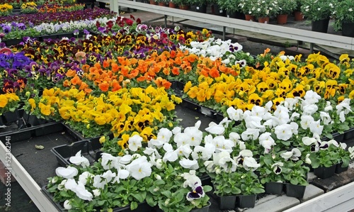 Photo: potted flowers with petals multicolor for sale in a greenhouse o potted flowers with petals multicolor for sale in a greenhouse o