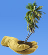 concept protection nature, cocotiers, main gantée