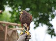 Falconer hawks trainer keeps dangerous prey on the hand