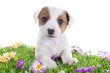 puppy jack russel terrier