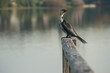 Pied Shag