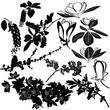Vektor: magnolia, cherry, cherry and apple tree twigs vector magnolia, cherry, cherry and apple tree twigs vector