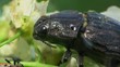 Beetle Sitting On A Leaf Beetle Sitting On A Leaf