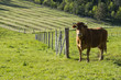 Foto: Vache Vache