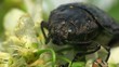 Beetle Sitting On A Leaf Beetle Sitting On A Leaf
