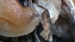 Snail slime macro