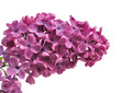 lilas