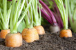 Many fresh organic vegetables growing in the garden closeup