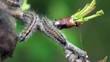 Caterpillar Macro Caterpillar Macro