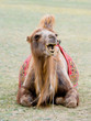 Foto: Mongolian camel Mongolian camel