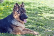 German Shepherd Dog