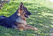 German Shepherd Dog