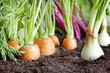 Many fresh organic vegetables growing in the garden closeup