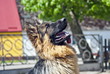 German Shepherd Dog
