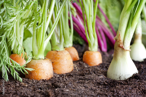 Photo: Many fresh organic vegetables growing in the garden closeup Many fresh organic vegetables growing in the garden closeup