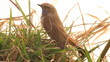 blue-throated robin