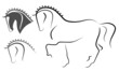 Dressage horse