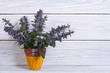 Blue penstemon flowers in a yellow vase on a wooden