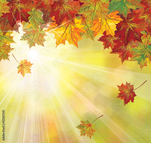 Vector: Vector of autumnal leaves on sunny background. Vector of autumnal leaves on sunny background.