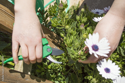 Photo: pruning a flower with a focus on scissors pruning a flower with a focus on scissors
