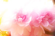 pink blurred blossoms background...