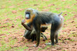 Photo: Mandrill Mandrill