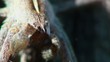 Spider Macro Spider Macro