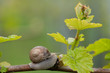 Weinbergschnecke auf Weinrebe 3