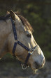 horse portrait