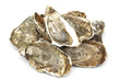 Foto: Oysters on white Oysters on white