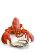 Quadro Lobster and oyster