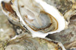 Foto: Oysters background Oysters background
