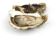 Foto: Oyster on white Oyster on white