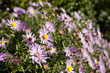 violet chamomiles